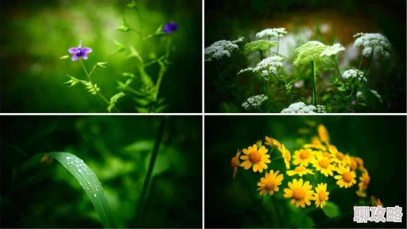 野花影视在线观看免费高清完整版韩国虚假资源盗版网站谨防病毒风险 野花影视在线观看免费高清完整版韩国虚假资源盗版网站谨防病毒风险