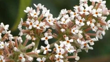 野花影视在线观看免费高清完整版韩国虚假资源盗版网站谨防病毒风险 野花影视在线观看免费高清完整版韩国虚假资源盗版网站谨防病毒风险