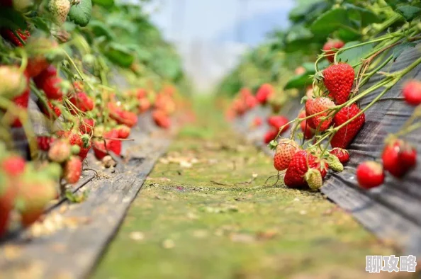 暖暖环游世界：田园畅想国庆套装全获取攻略，网友热评方法一览