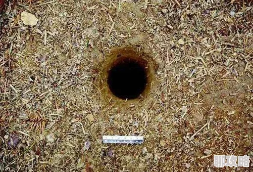 网友热议：盗墓三番队龙虱巢穴通关秘籍与技巧全深度解析