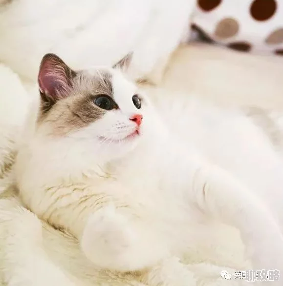 记忆女神的女儿据说私下超爱甜食还养了三只布偶猫 记忆女神的女儿据说私下超爱甜食还养了三只布偶猫