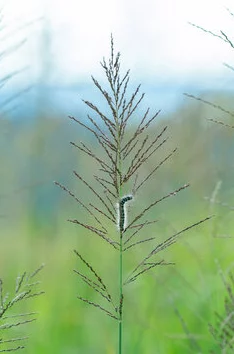 箐箐草在春日阳光下茁壮成长展现出勃勃生机 箐箐草在春日阳光下茁壮成长展现出勃勃生机