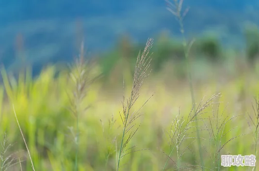 箐箐草在春日阳光下茁壮成长展现出勃勃生机 箐箐草在春日阳光下茁壮成长展现出勃勃生机