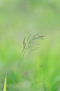 箐箐草在春日阳光下茁壮成长展现出勃勃生机 箐箐草在春日阳光下茁壮成长展现出勃勃生机