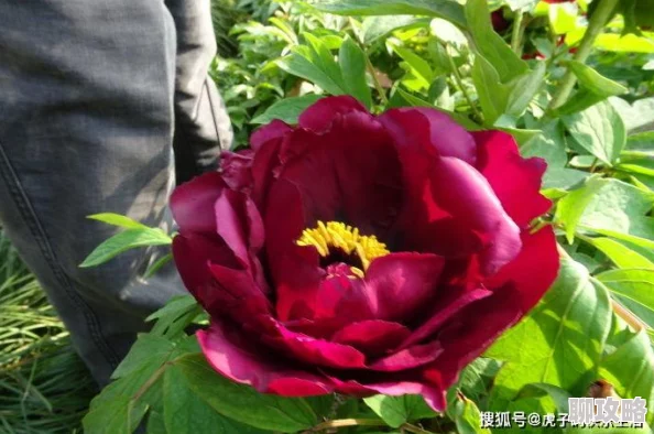 网友热议：黑色巴雷特帽饰，金边镀牡丹彰显奢华风范