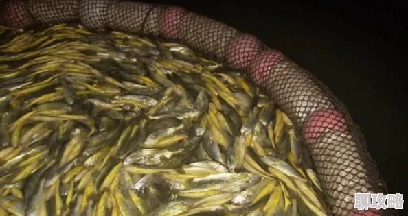 捕鱼来了!网友热评黄金鱼种形象类别全面展示介绍大全 捕鱼来了!网友热评黄金鱼种形象类别全面展示介绍大全