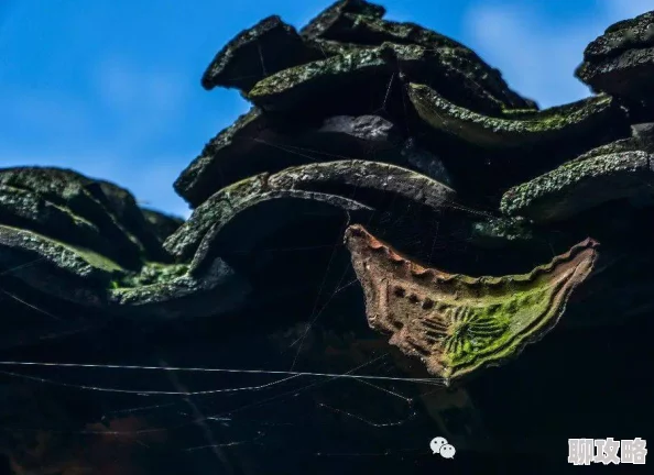 雕梁画栋终究抵不过岁月侵蚀如今已是蛛网密布摇摇欲坠