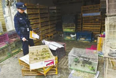 香港黄色碟片黄色碟片警方查获大量非法光碟呼吁市民举报