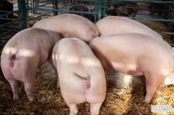 日本无人区码一二三区别揭秘AV拍摄地真相