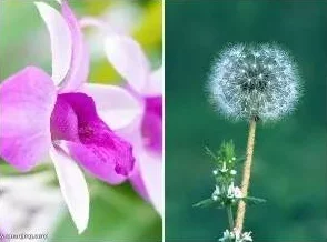 致命紫罗兰基因改造的变异植物引发全球生态危机 致命紫罗兰基因改造的变异植物引发全球生态危机