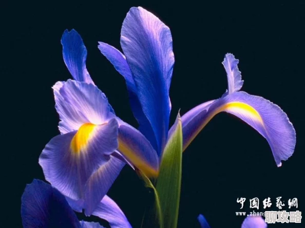 致命紫罗兰基因改造的变异植物引发全球生态危机 致命紫罗兰基因改造的变异植物引发全球生态危机