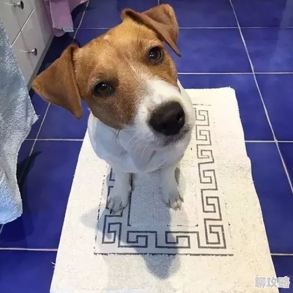 主人我以后就是你的玩具了听说隔壁王太太家的狗也这么说玩具间谍身份曝光引热议