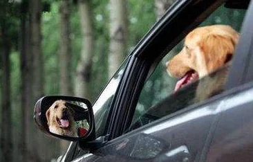 主人我以后就是你的玩具了听说隔壁王太太家的狗也这么说玩具间谍身份曝光引热议