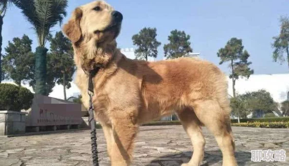 主人我以后就是你的玩具了听说隔壁王太太家的狗也这么说玩具间谍身份曝光引热议