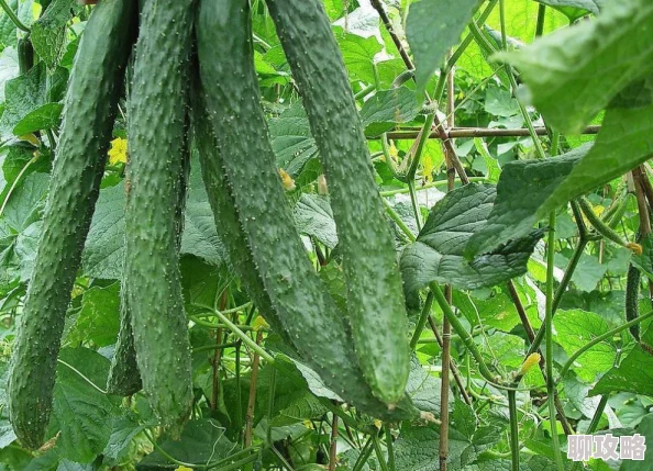 请你吃黄瓜这黄瓜都蔫巴了还长毛了味道也怪怪的估计坏掉了