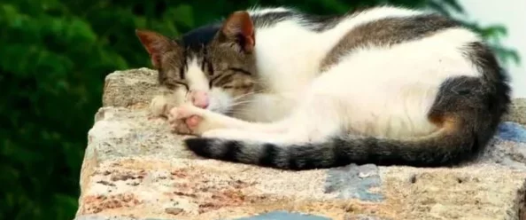 快猫世界纪录世界你的美纪录片现已上线揭秘猫咪的奇趣世界 快猫世界纪录世界你的美纪录片现已上线揭秘猫咪的奇趣世界