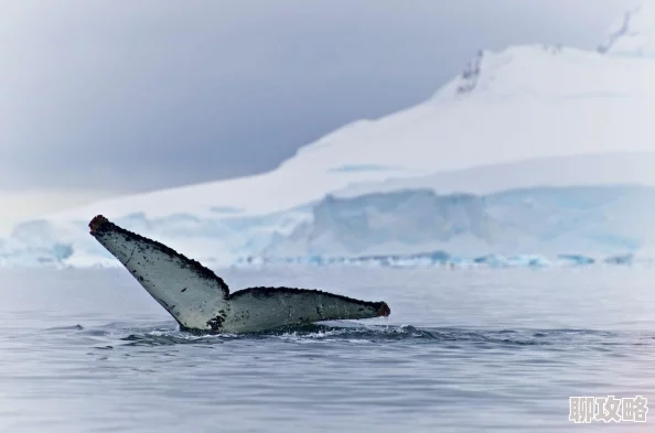 捕鱼来了!闯关探险普通12关三星通关技巧详解,网友热评攻略秘籍 捕鱼来了!闯关探险普通12关三星通关技巧详解,网友热评攻略秘籍