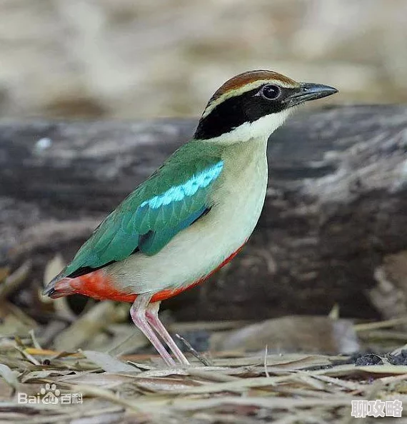 网友热议：传奇世界手游仙翼系统玩法全面分析及评价