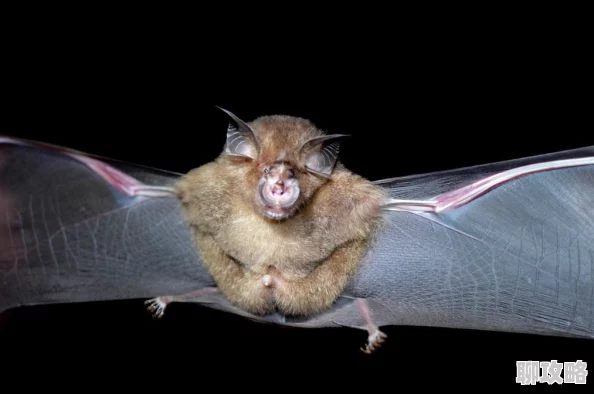 网友热议：传奇世界手游仙翼系统玩法全面分析及评价