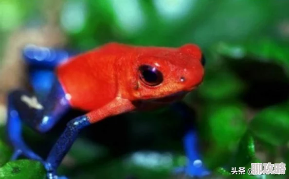 迈开腿吃草莓方法网友称像青蛙捕食有点搞笑但确实有效 迈开腿吃草莓方法网友称像青蛙捕食有点搞笑但确实有效