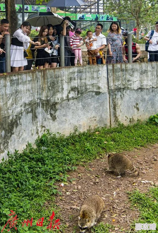 疯狂动物园帽子图鉴大全:浣熊帽详解,网友热评特色收集攻略 疯狂动物园帽子图鉴大全:浣熊帽详解,网友热评特色收集攻略