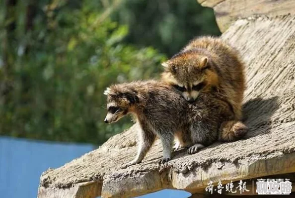 疯狂动物园帽子图鉴大全:浣熊帽详解,网友热评特色收集攻略 疯狂动物园帽子图鉴大全:浣熊帽详解,网友热评特色收集攻略