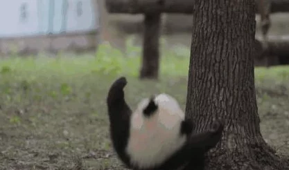 毛茸茸小猫玩耍的视频温馨可爱萌宠日常记录 毛茸茸小猫玩耍的视频温馨可爱萌宠日常记录