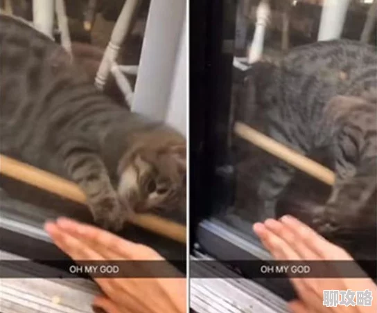 毛茸茸小猫玩耍的视频温馨可爱萌宠日常记录 毛茸茸小猫玩耍的视频温馨可爱萌宠日常记录