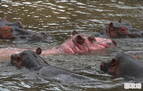 翔霖河马的秘密河酒店环境恶劣卫生堪忧游客投诉不断 翔霖河马的秘密河酒店环境恶劣卫生堪忧游客投诉不断