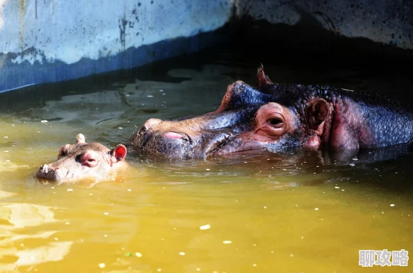 翔霖河马的秘密河酒店环境恶劣卫生堪忧游客投诉不断 翔霖河马的秘密河酒店环境恶劣卫生堪忧游客投诉不断