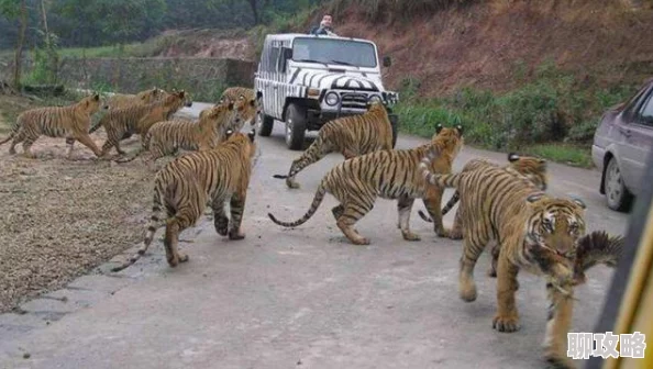 白虎影院盗版资源多画质差服务器不稳定经常卡顿 白虎影院盗版资源多画质差服务器不稳定经常卡顿