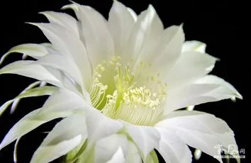 暂时美好的景象不过是昙花一现,转瞬即逝的虚假繁荣终究掩盖不了潜在的危机和即将到来的痛苦 暂时美好的景象不过是昙花一现,转瞬即逝的虚假繁荣终究掩盖不了潜在的危机和即将到来的痛苦