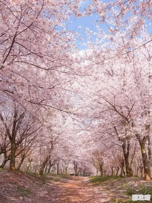 《乳色吐息》又名《粉色吐息》樱花完整版