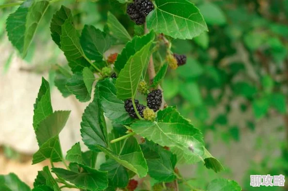 阴阳师玩家热议:欧洲人VS非洲人标签下的运气差异评价 阴阳师玩家热议:欧洲人VS非洲人标签下的运气差异评价