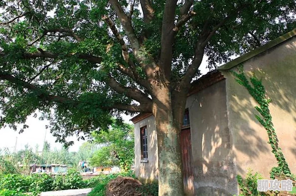 阴阳师玩家热议:欧洲人VS非洲人标签下的运气差异评价 阴阳师玩家热议:欧洲人VS非洲人标签下的运气差异评价