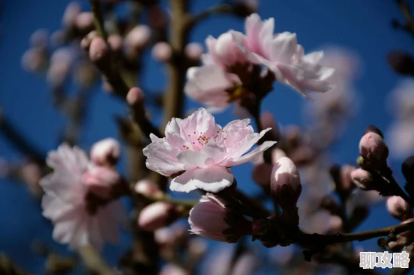 又一春万物复苏生机盎然春回大地百花齐放