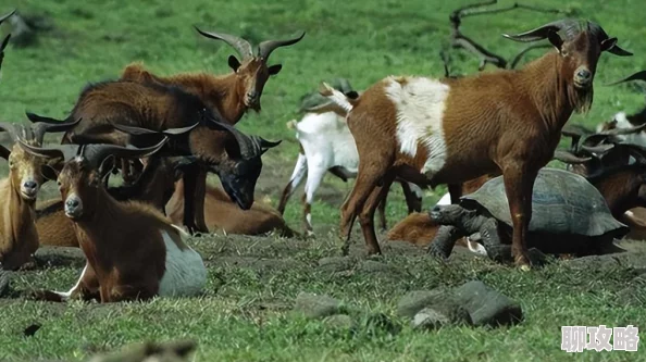 日本不卡视频为什么如此流行资源丰富且更新速度快 日本不卡视频为什么如此流行资源丰富且更新速度快