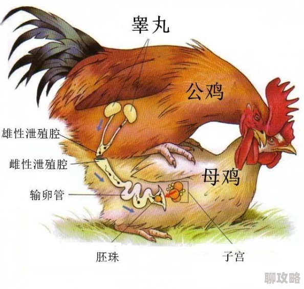 我的世界:小鸡繁殖技巧与养殖场建造全攻略,网友热评实用指南! 我的世界:小鸡繁殖技巧与养殖场建造全攻略,网友热评实用指南!