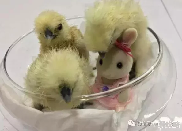 我的世界:小鸡繁殖技巧与养殖场建造全攻略,网友热评实用指南! 我的世界:小鸡繁殖技巧与养殖场建造全攻略,网友热评实用指南!