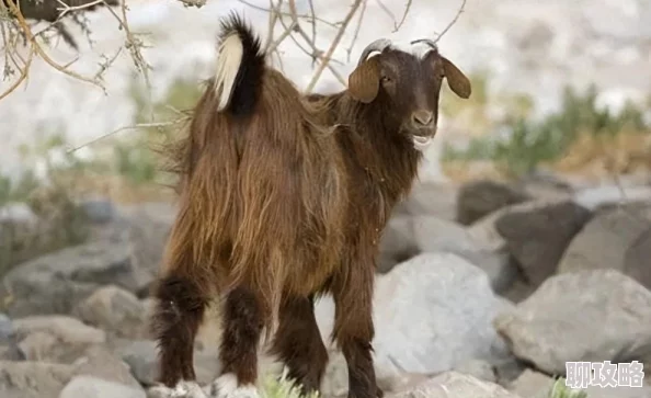 中国一级片为何引人入胜因为它深刻探讨了人性、社会和历史等重大主题