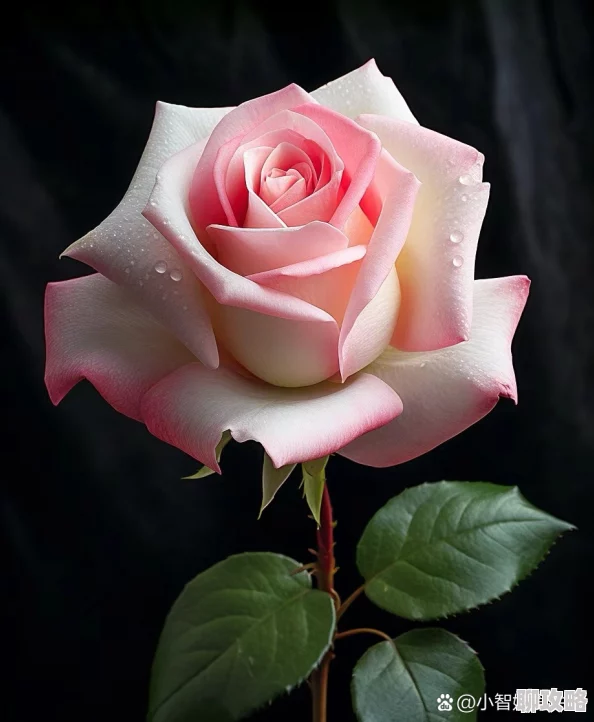 娇小的粉嫩玫瑰极品为什么花姿优雅芳香浓郁令人心旷神怡为何如此受欢迎 娇小的粉嫩玫瑰极品为什么花姿优雅芳香浓郁令人心旷神怡为何如此受欢迎