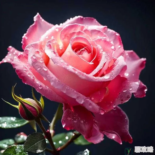 娇小的粉嫩玫瑰极品为什么花姿优雅芳香浓郁令人心旷神怡为何如此受欢迎 娇小的粉嫩玫瑰极品为什么花姿优雅芳香浓郁令人心旷神怡为何如此受欢迎