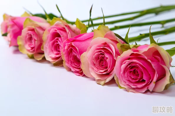 娇小的粉嫩玫瑰极品为什么花姿优雅芳香浓郁令人心旷神怡为何如此受欢迎 娇小的粉嫩玫瑰极品为什么花姿优雅芳香浓郁令人心旷神怡为何如此受欢迎