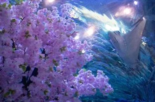 网友热议:阴阳师手游中樱花妖哪个副本最多?SR樱花妖悬赏封印线索揭秘 网友热议:阴阳师手游中樱花妖哪个副本最多?SR樱花妖悬赏封印线索揭秘