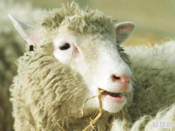 人妻被公牛疯狂进入为何引发争议因为它模糊了人与动物之间的界限并挑战了社会规范