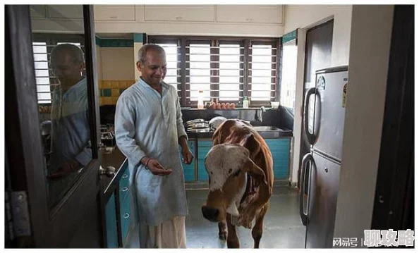 人妻被公牛疯狂进入为何引发争议因为它模糊了人与动物之间的界限并挑战了社会规范