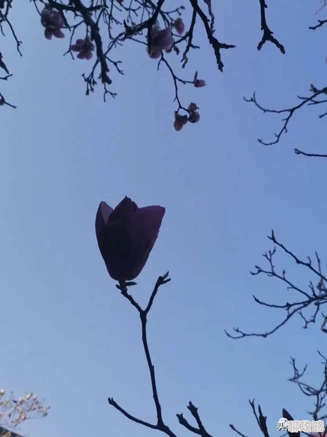 为什么它如此流行少妇性BBB搡BBB爽爽爽四川可能是因为它抓住了某些观众的兴奋点