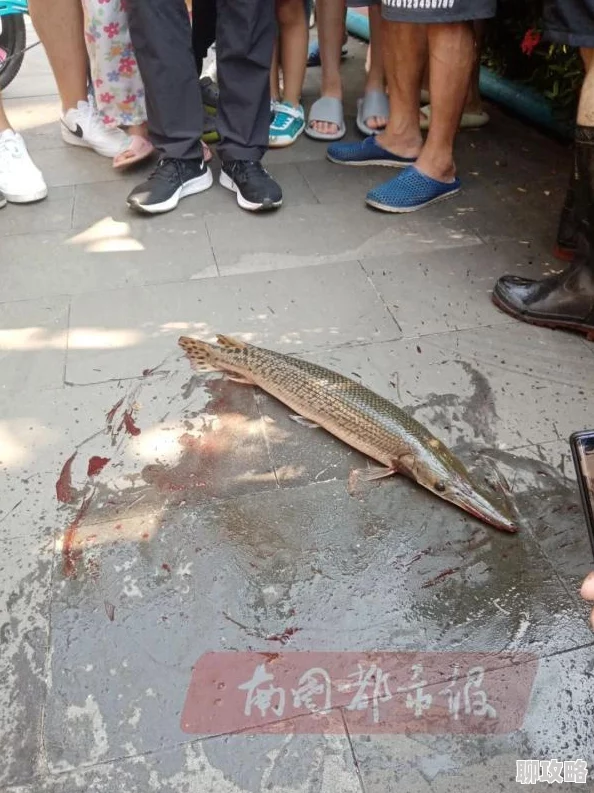 网友热议:命运冠位指定FGO中剧毒池定义及英灵剧毒池深度介绍 网友热议:命运冠位指定FGO中剧毒池定义及英灵剧毒池深度介绍