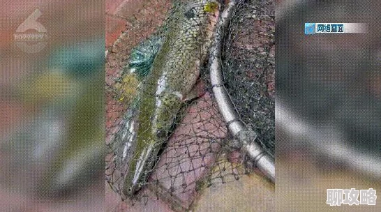 网友热议:命运冠位指定FGO中剧毒池定义及英灵剧毒池深度介绍 网友热议:命运冠位指定FGO中剧毒池定义及英灵剧毒池深度介绍