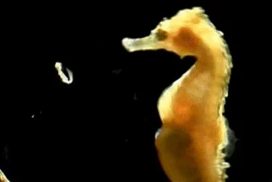 可持续发展视角下：我的世界游戏中促进动物交配方法分享及网友评价